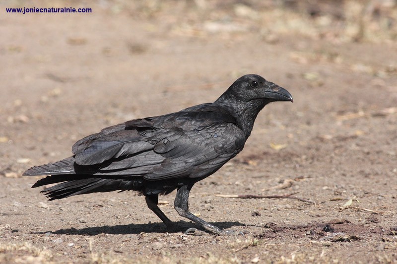 Fan-tailed Raven - Piotr Jonczyk