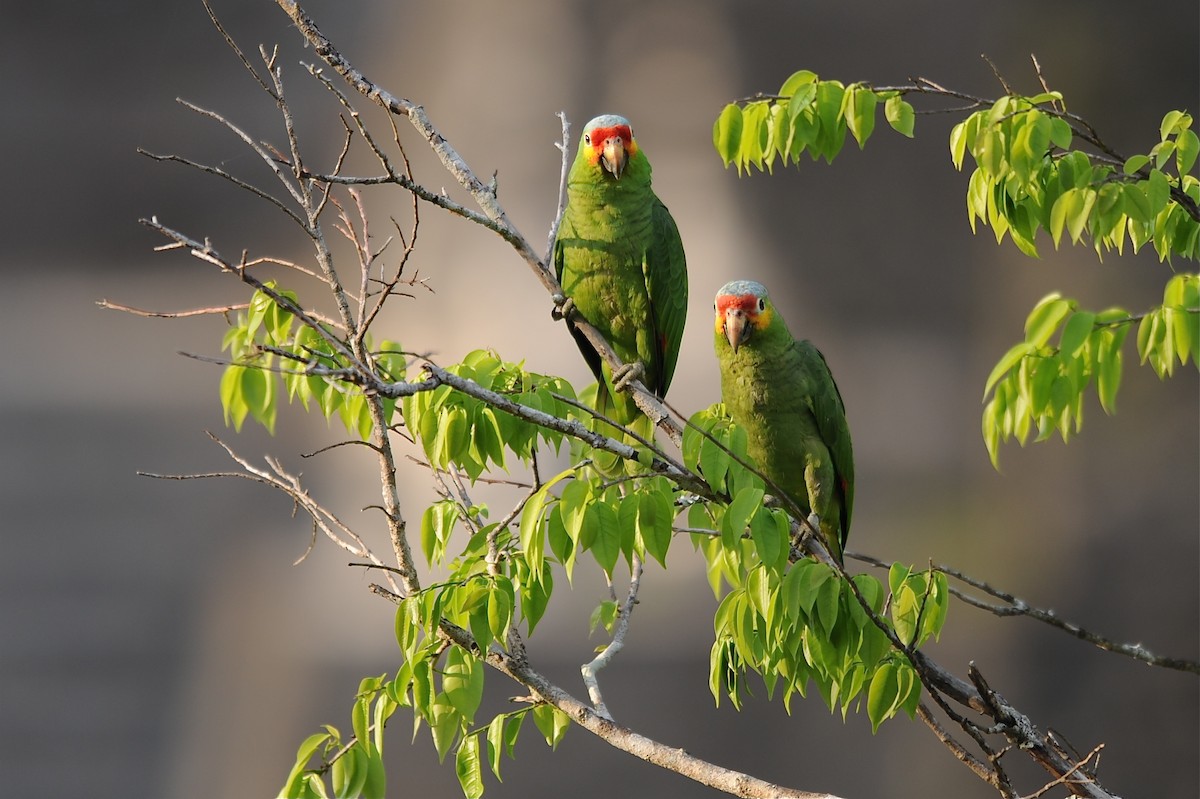Red-lored Parrot (Red-lored) - Marc FASOL