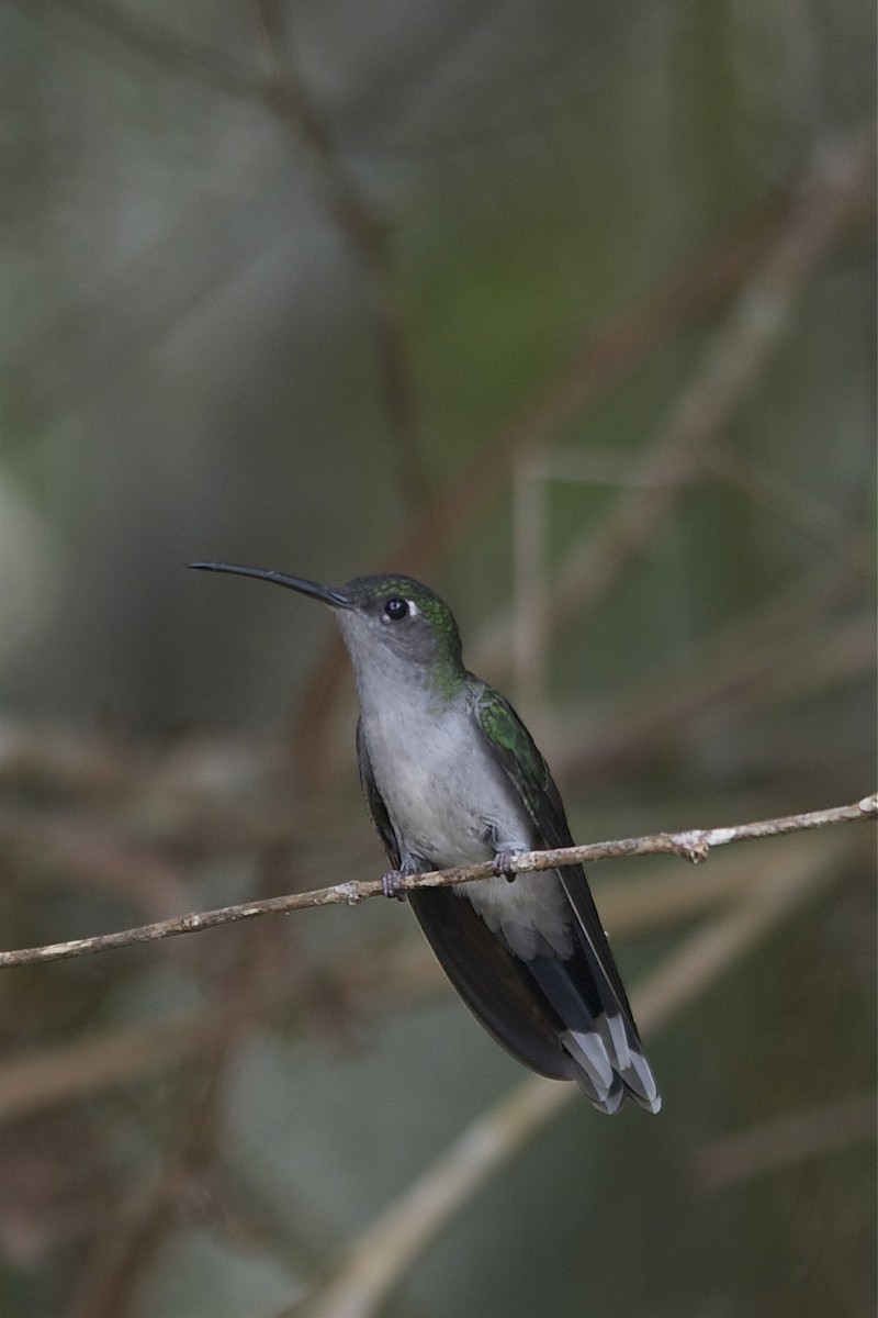Gray-breasted Sabrewing - ML204982841