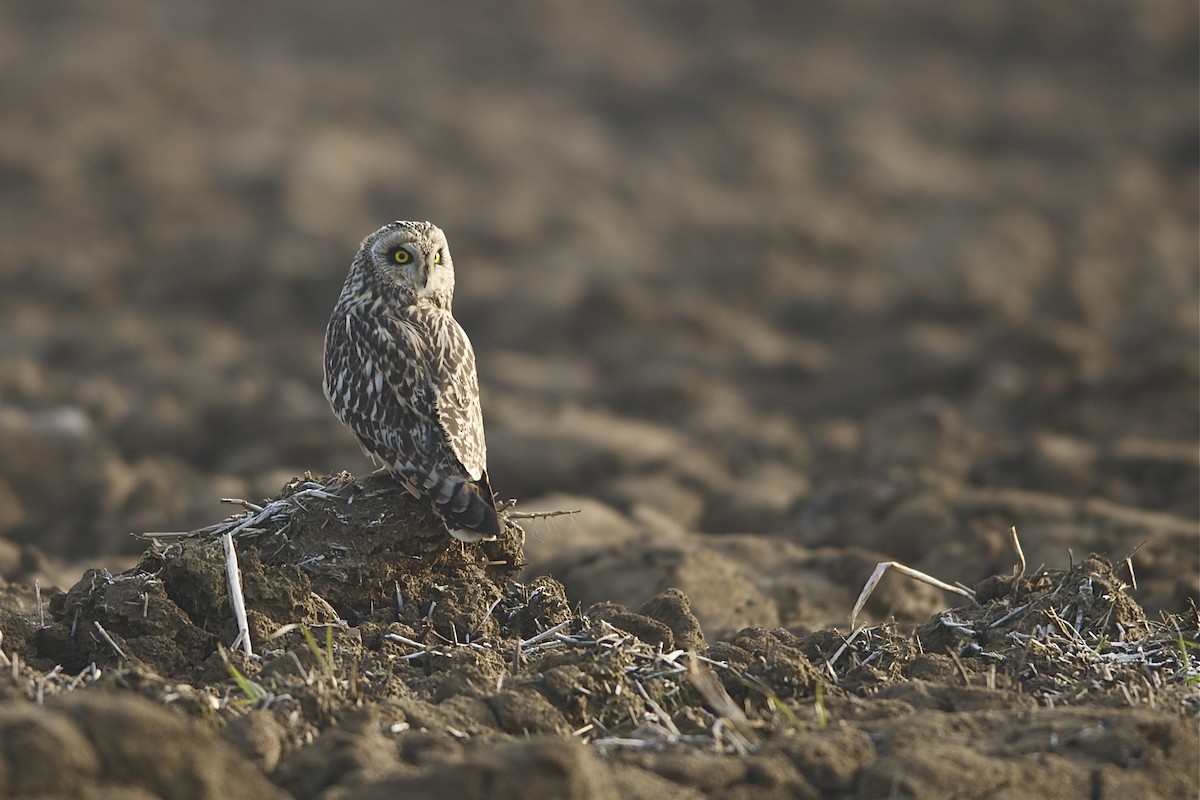 Short-eared Owl - ML204983051