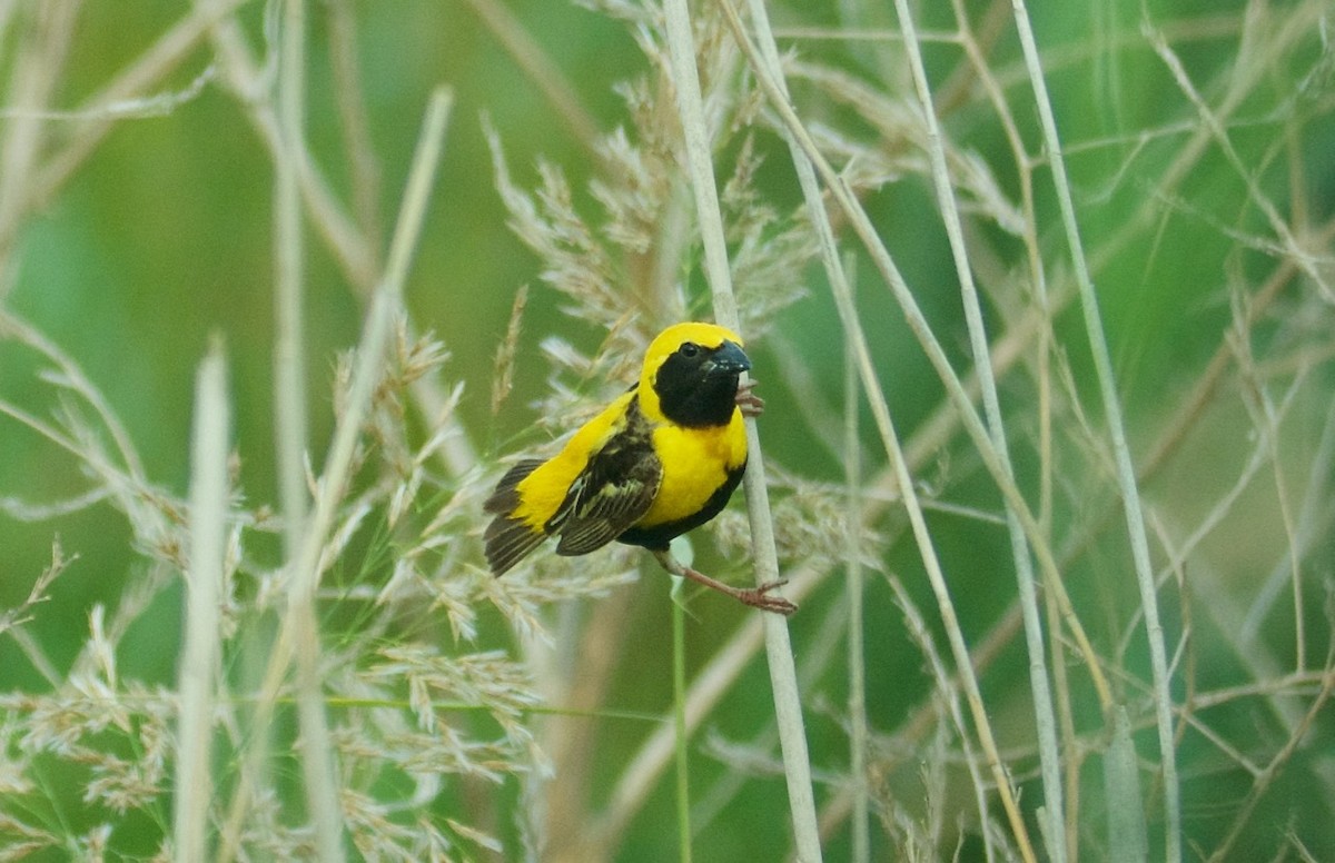 Yellow-crowned Bishop - Eric Francois Roualet