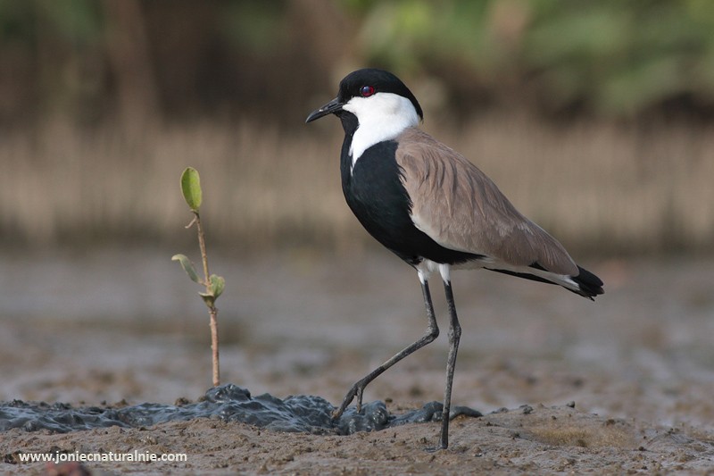 Spur-winged Lapwing - ML204984641