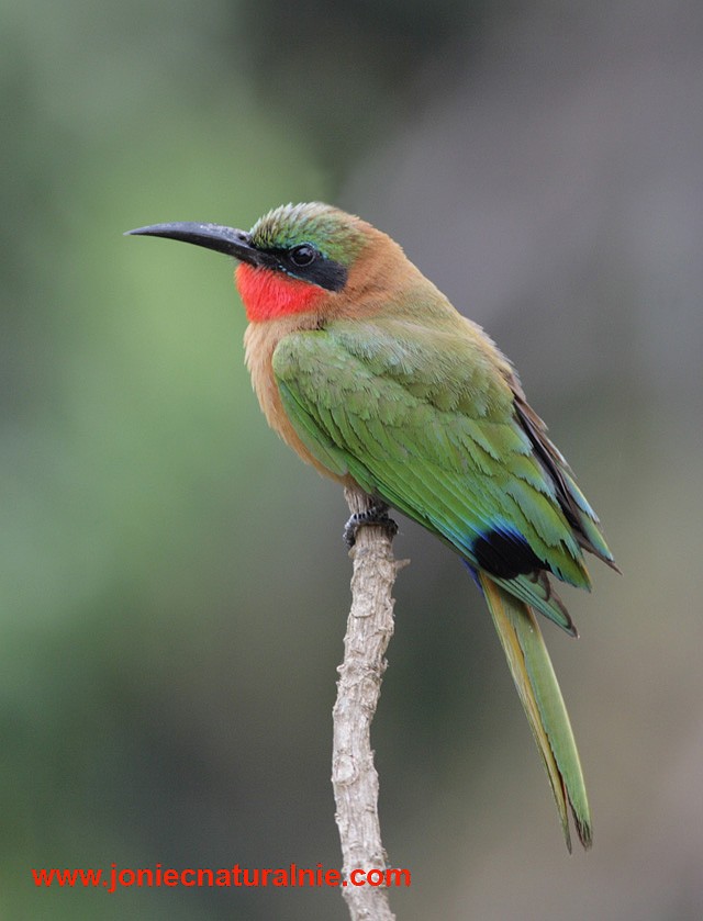 Red-throated Bee-eater - ML204984911