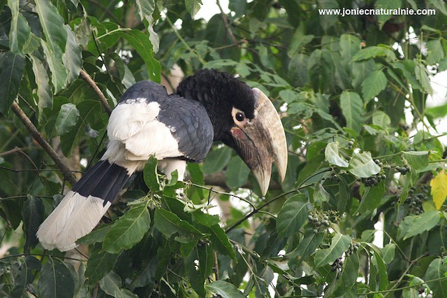 Photos - White-thighed Hornbill - Bycanistes albotibialis - Birds of ...