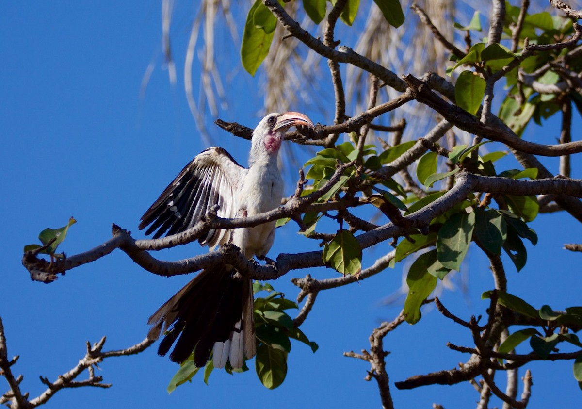 Western Red-billed Hornbill - Eric Francois Roualet