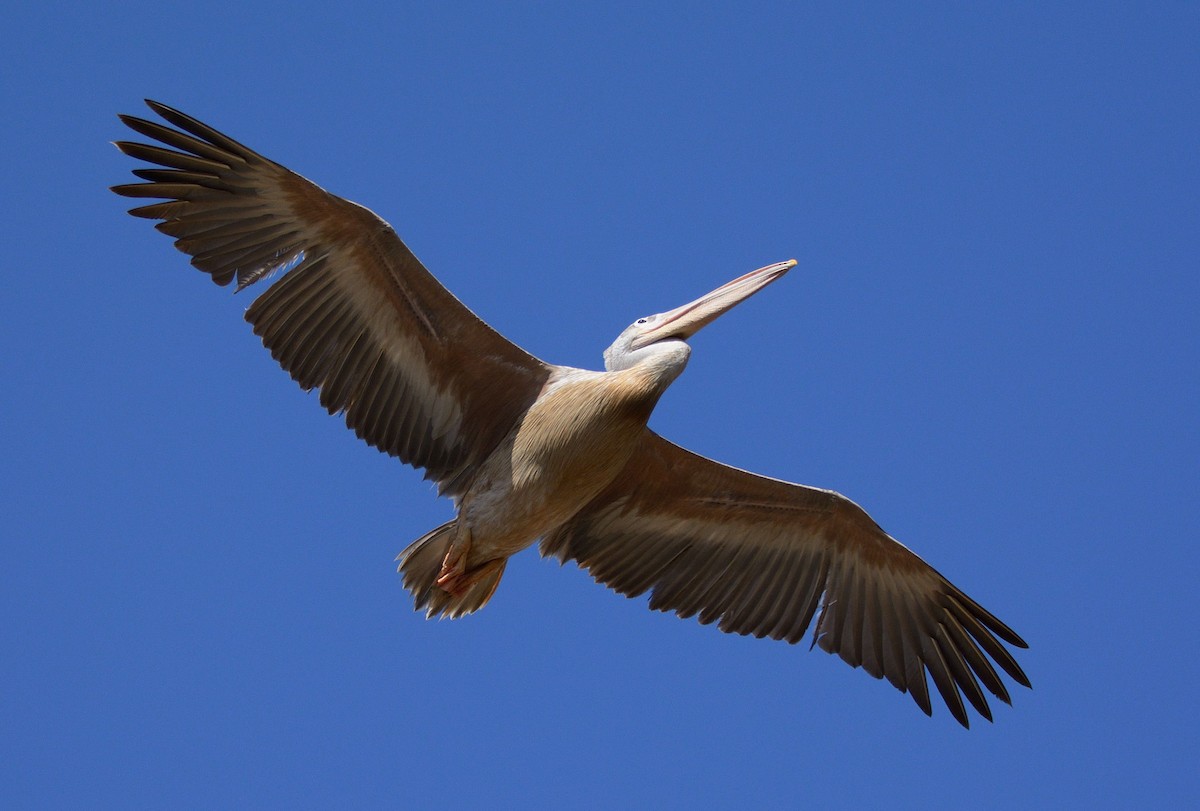 Pink-backed Pelican - ML204985541