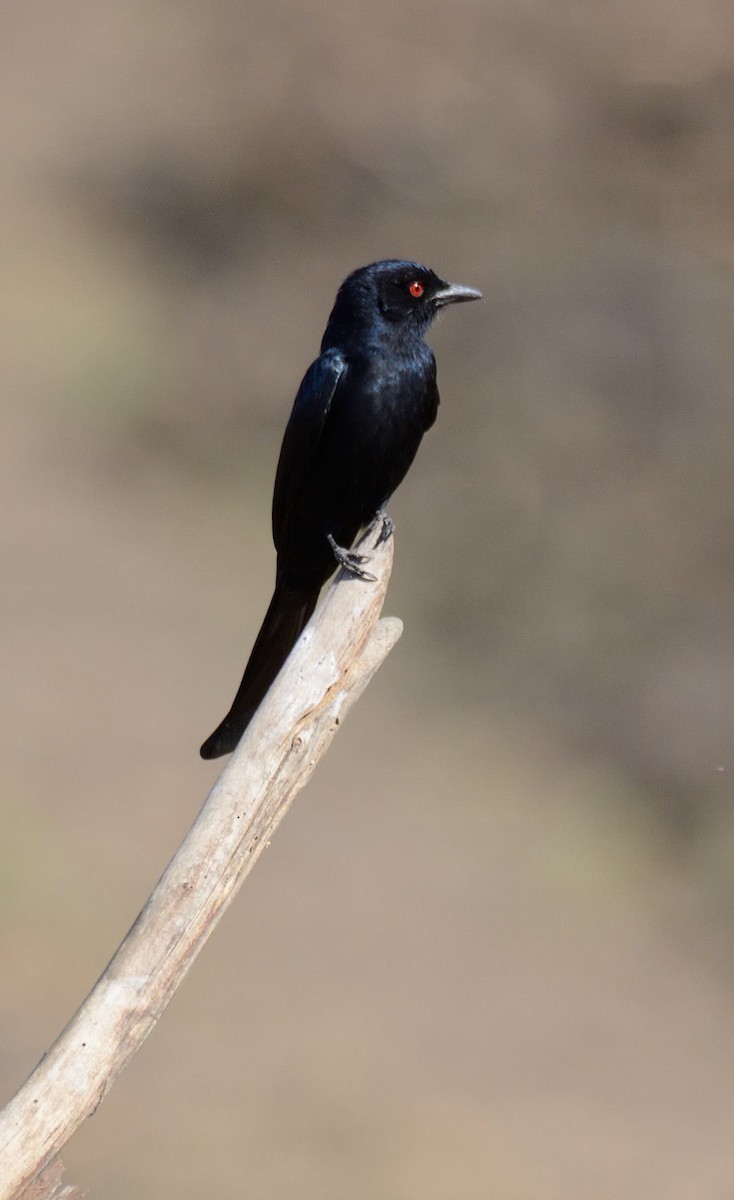 Fork-tailed Drongo (Glossy-backed) - ML204985571