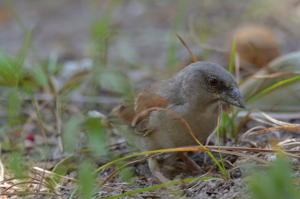 Northern Gray-headed Sparrow - ML204985681