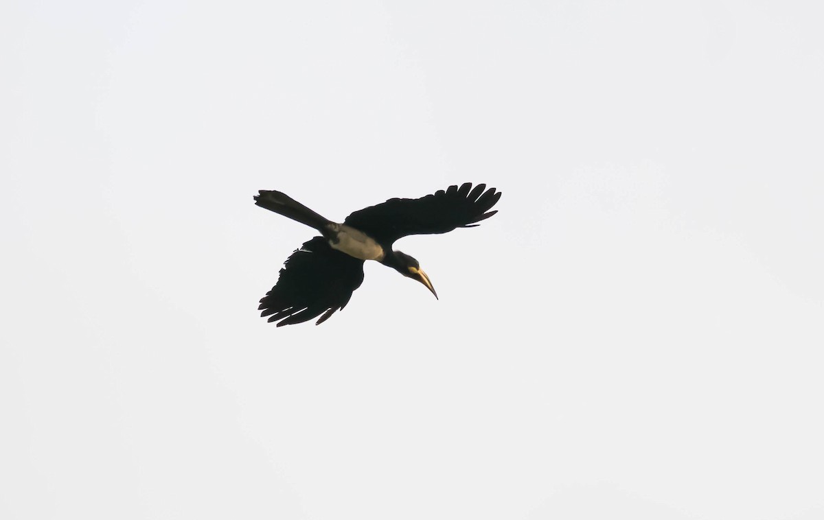 West African Pied Hornbill - Eric Francois Roualet