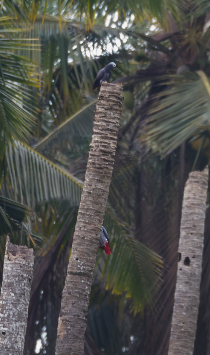 Afrika Gri Papağanı (erithacus) - ML204986441