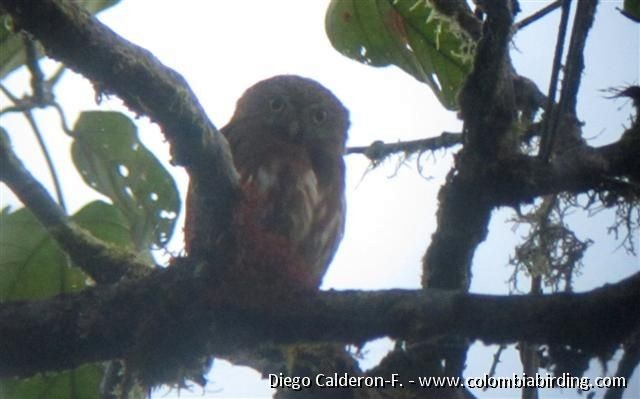 Cloud-forest Pygmy-Owl - Diego Calderón-Franco @diegoCOLbirding