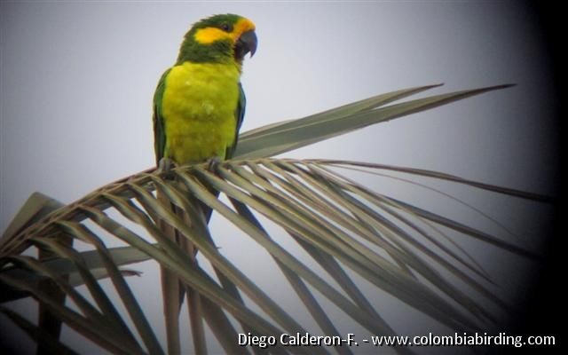 Yellow-eared Parrot - Diego Calderón-Franco @diegoCOLbirding
