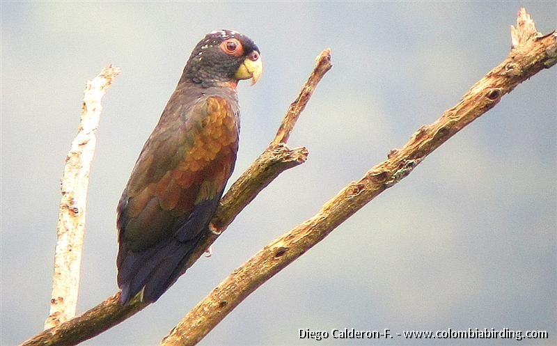 Bronze-winged Parrot - Diego Calderón-Franco @diegoCOLbirding