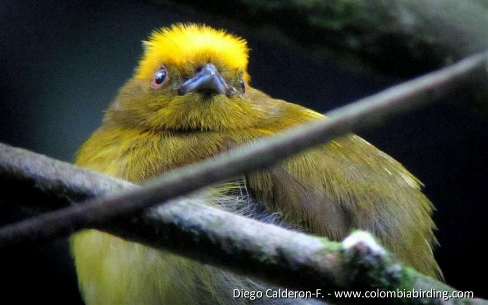 Yellow-headed Manakin - Diego Calderón-Franco @diegoCOLbirding