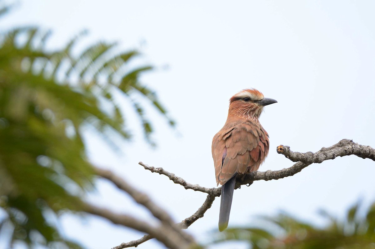 Rufous-crowned Roller - Eric Francois Roualet