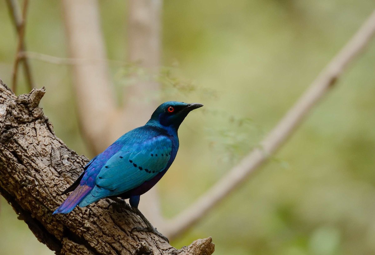Bronze-tailed Starling - Eric Francois Roualet