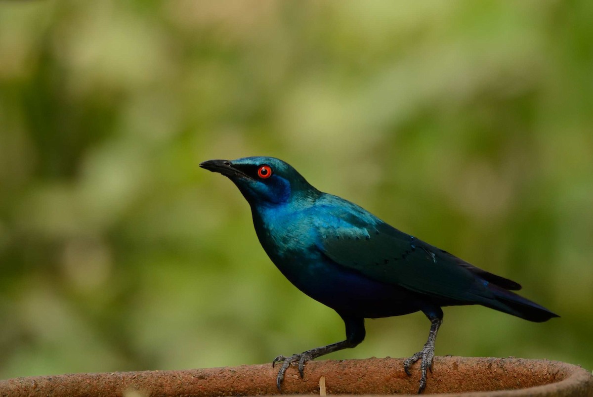 Bronze-tailed Starling - ML204986951
