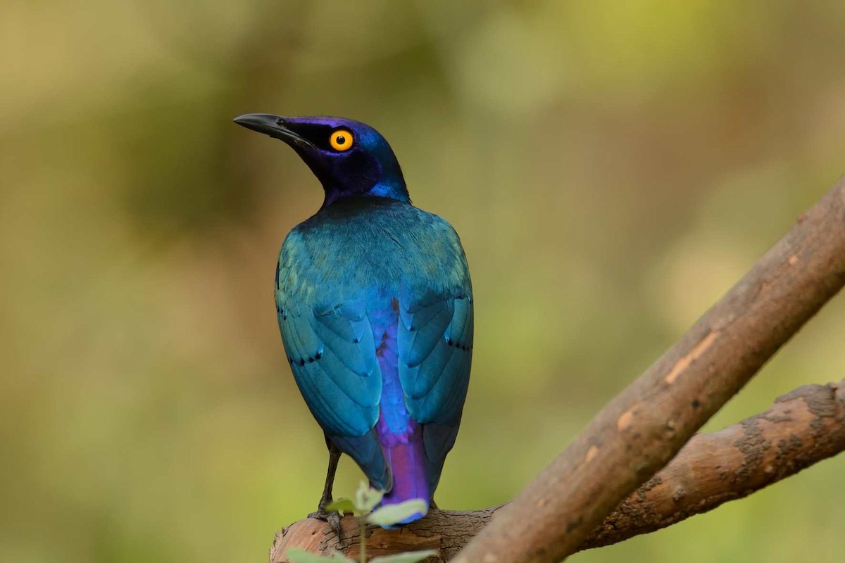 Purple Starling - Eric Francois Roualet