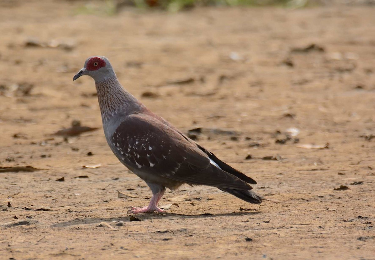 Speckled Pigeon - ML204987041