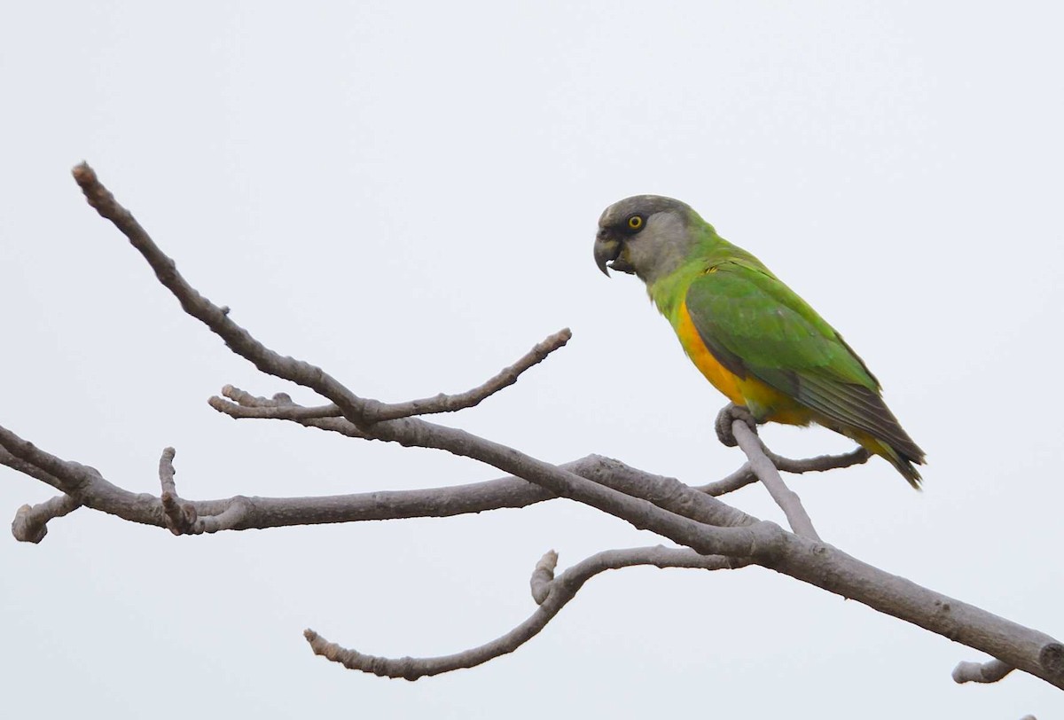 Senegal Parrot - Eric Francois Roualet