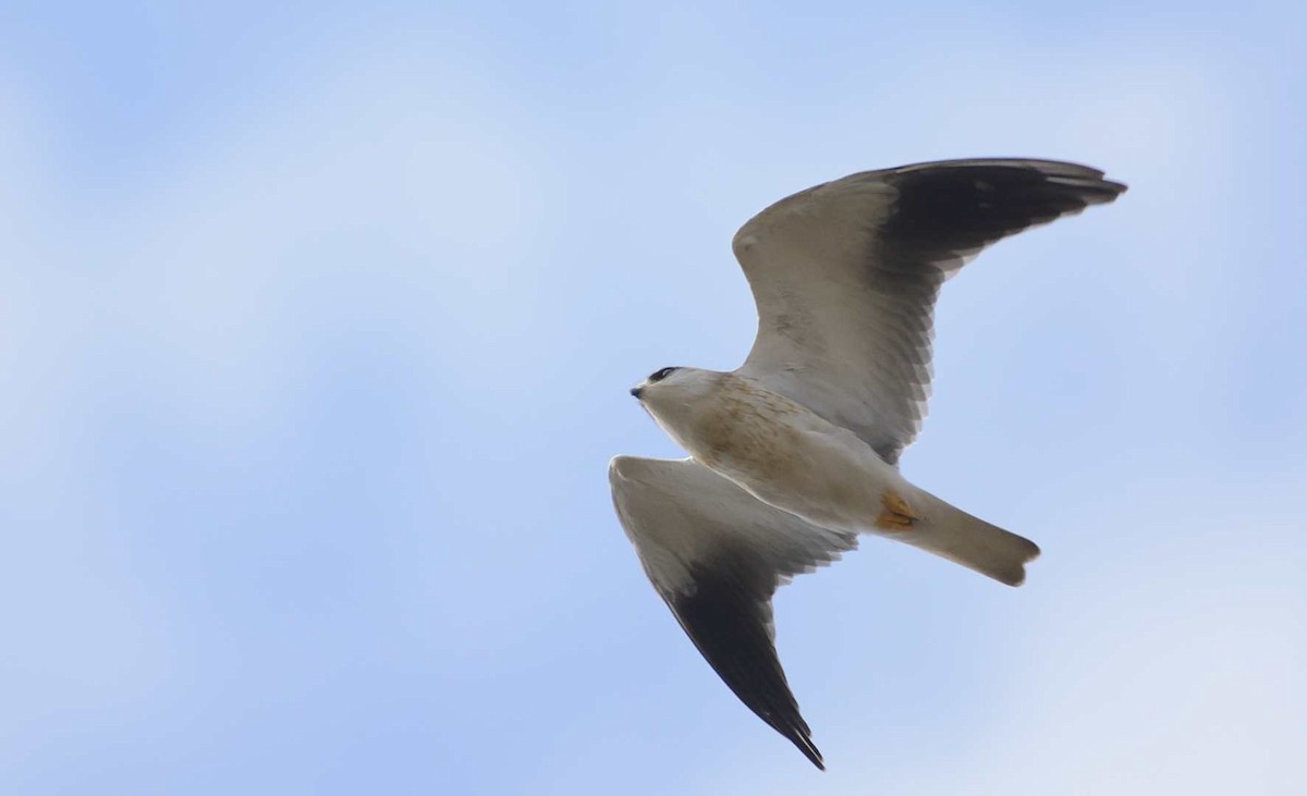 Black-winged Kite (African) - Eric Francois Roualet