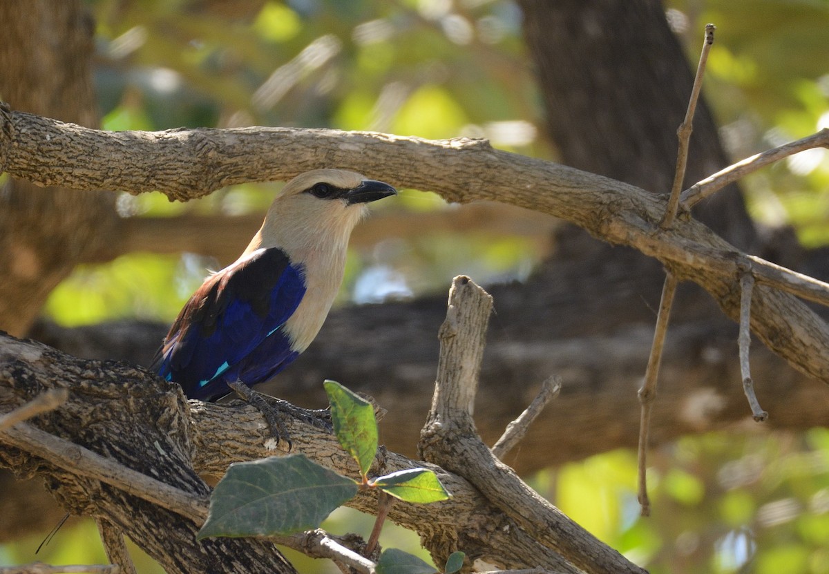 Blue-bellied Roller - Eric Francois Roualet
