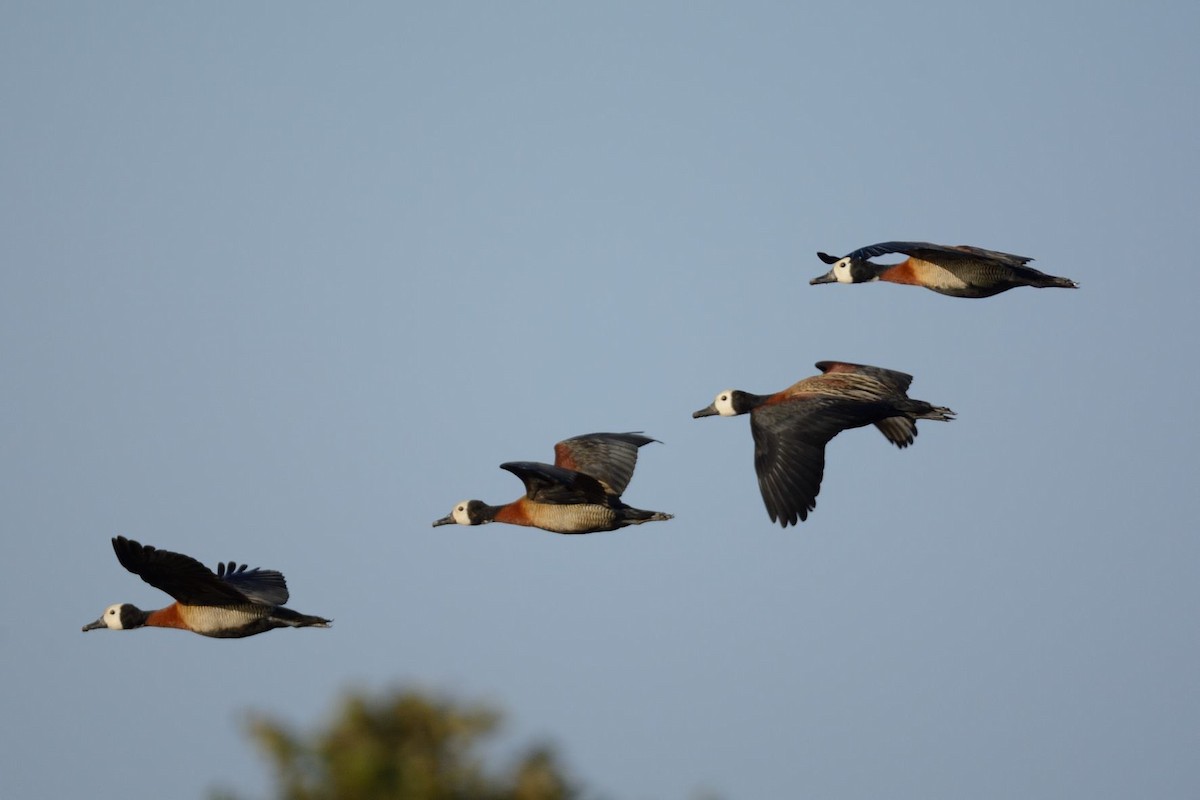 White-faced Whistling-Duck - Eric Francois Roualet