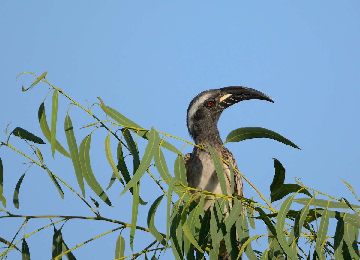 African Gray Hornbill - ML204987721