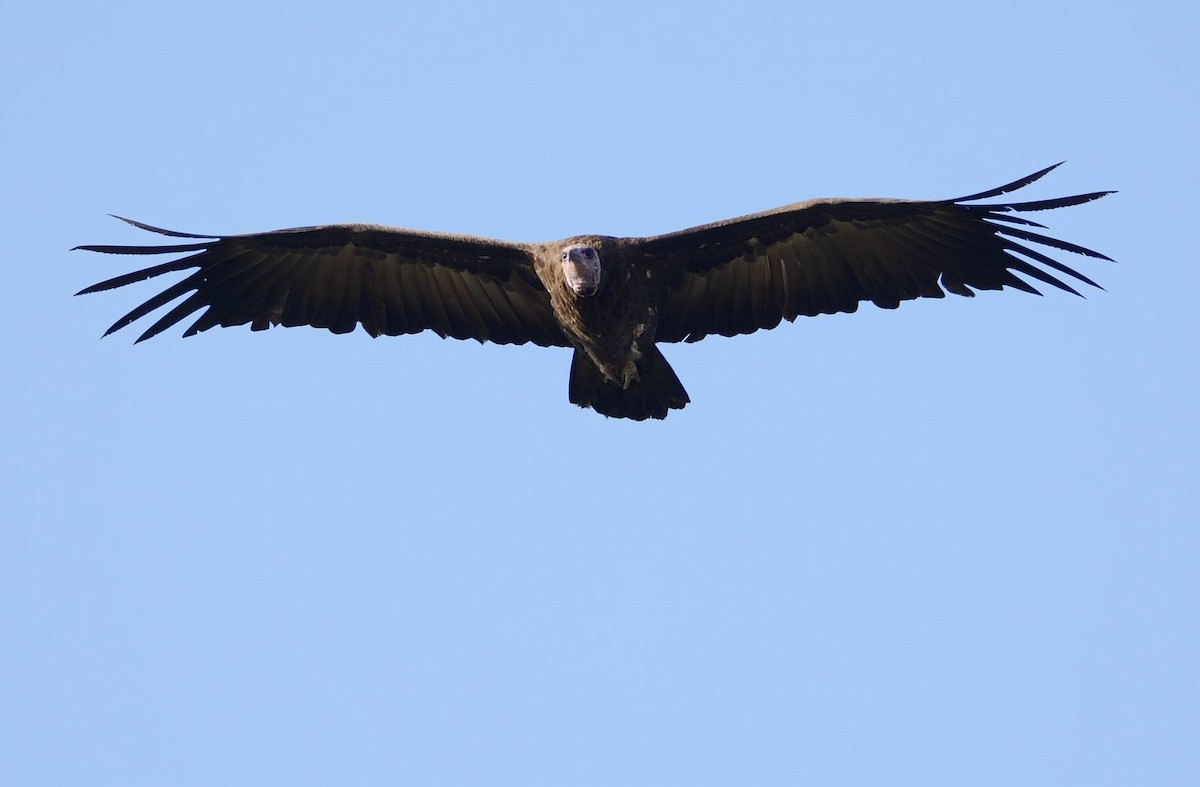 Hooded Vulture - Eric Francois Roualet