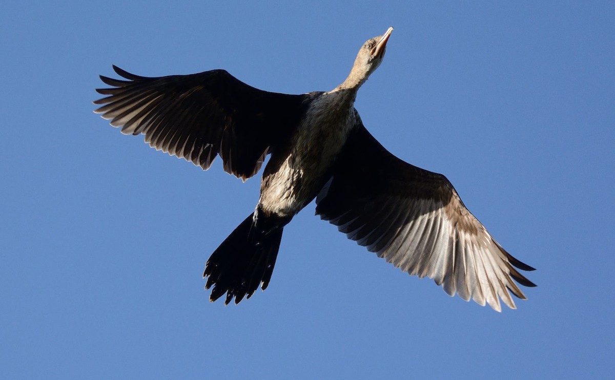 Long-tailed Cormorant - Eric Francois Roualet