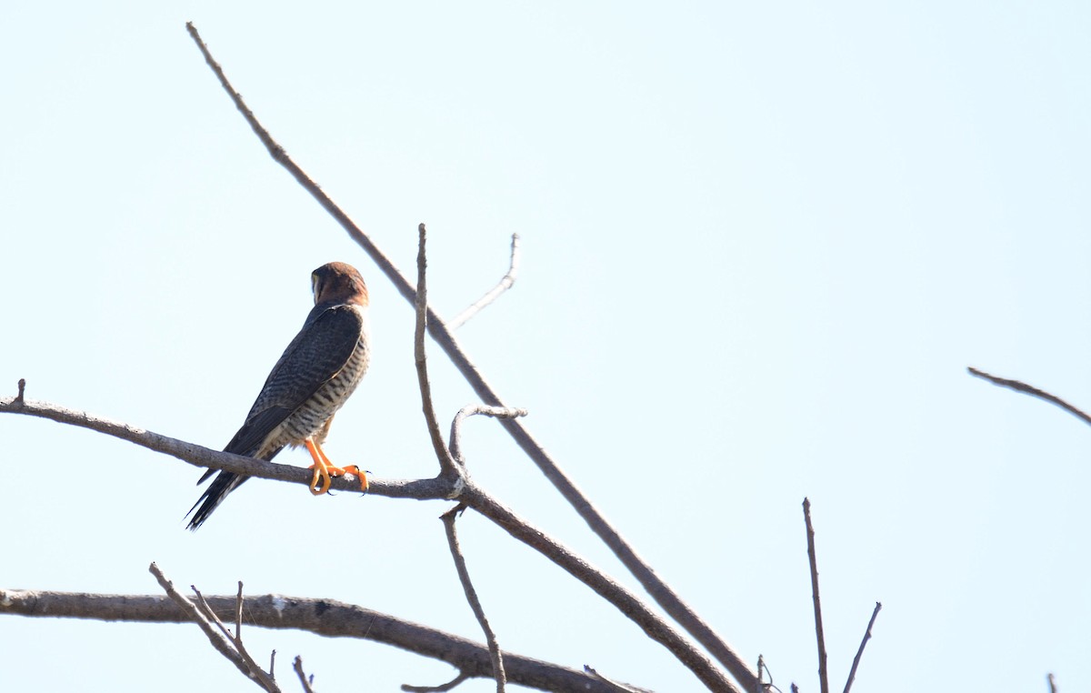 Red-necked Falcon (African) - ML204987901
