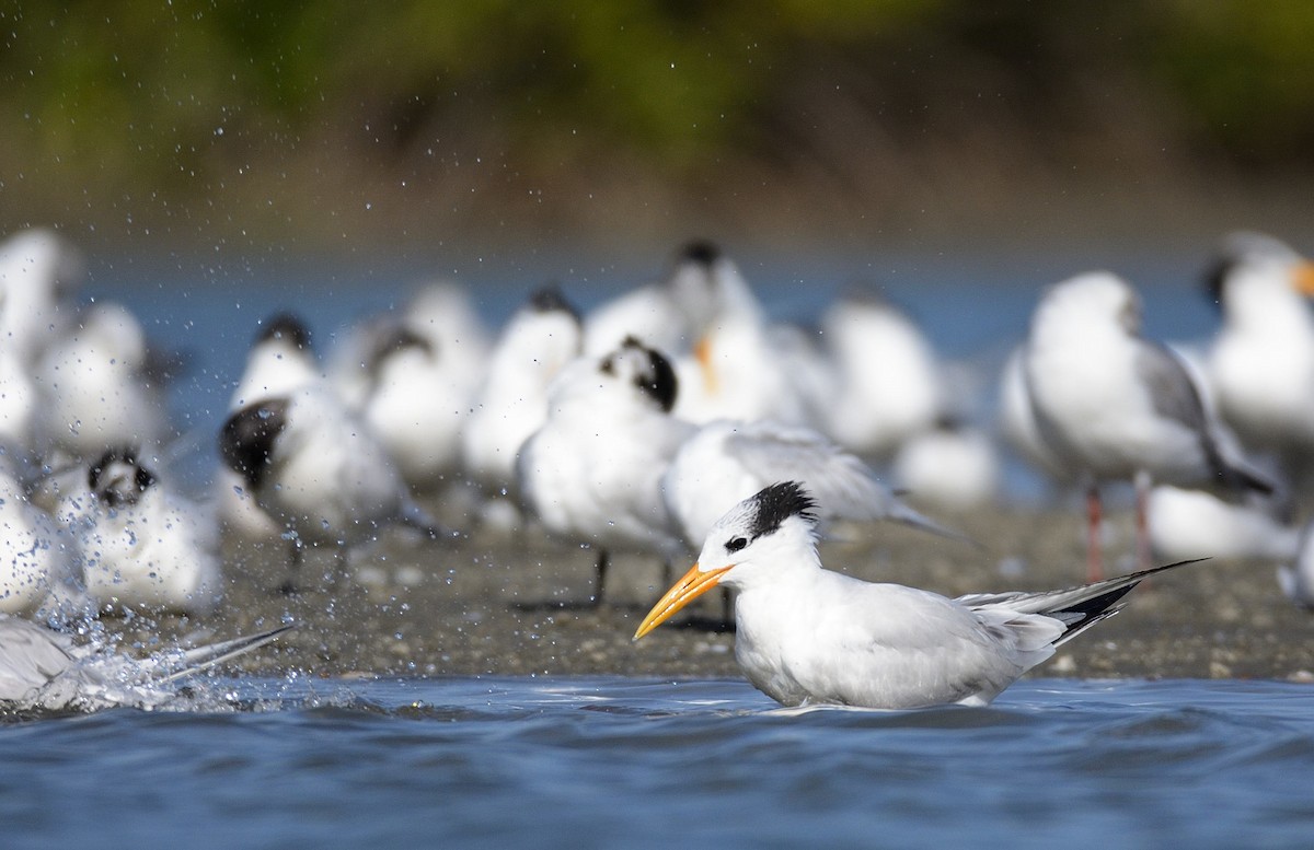 West African Crested Tern - ML204988181