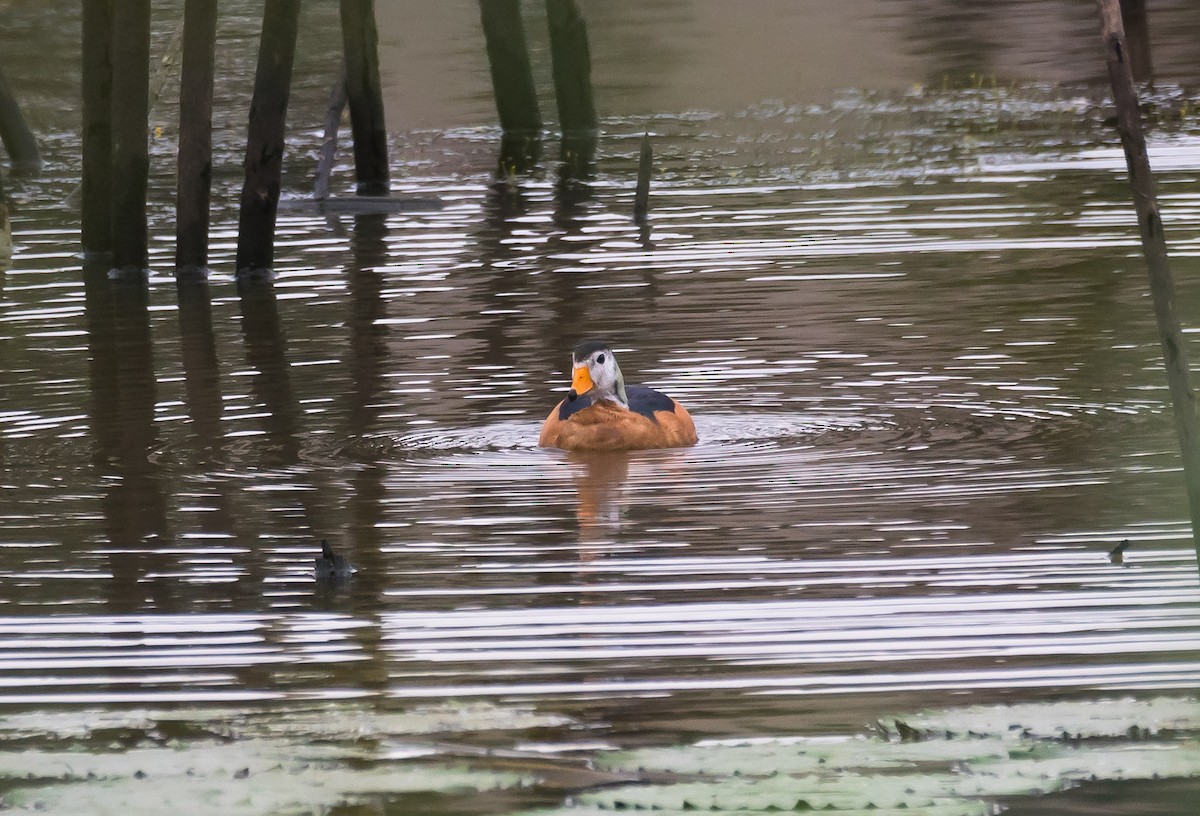 African Pygmy-Goose - Eric Francois Roualet