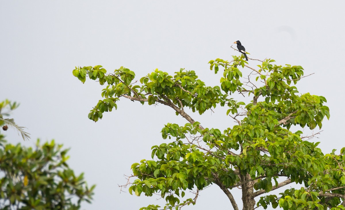 Piping Hornbill (Western) - Eric Francois Roualet