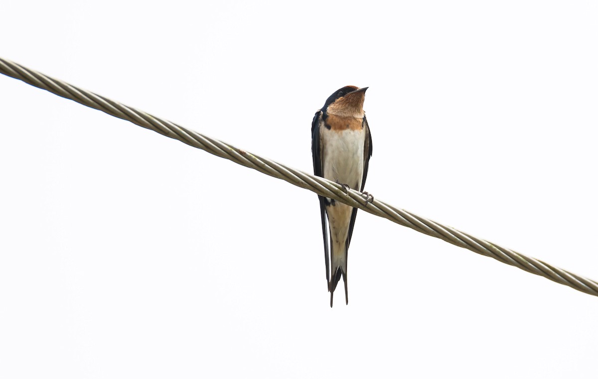 Ethiopian Swallow - ML204988371