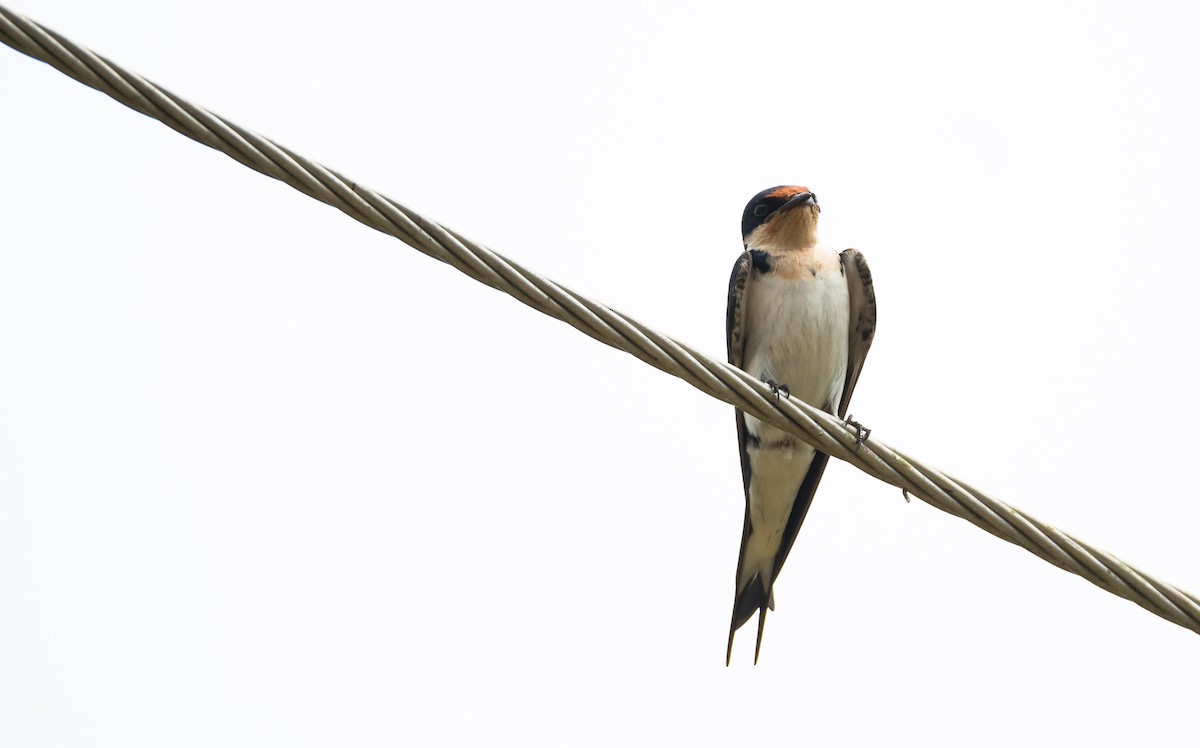 Ethiopian Swallow - ML204988391