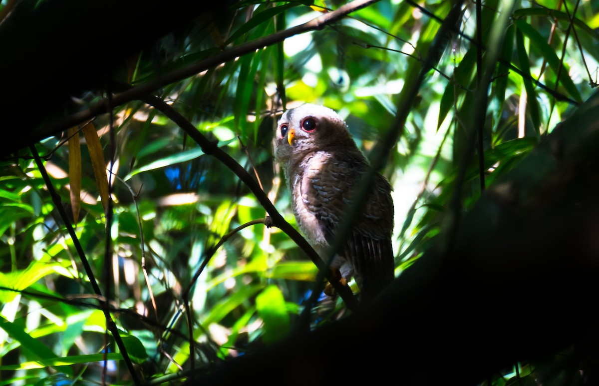 African Wood-Owl - ML204988481
