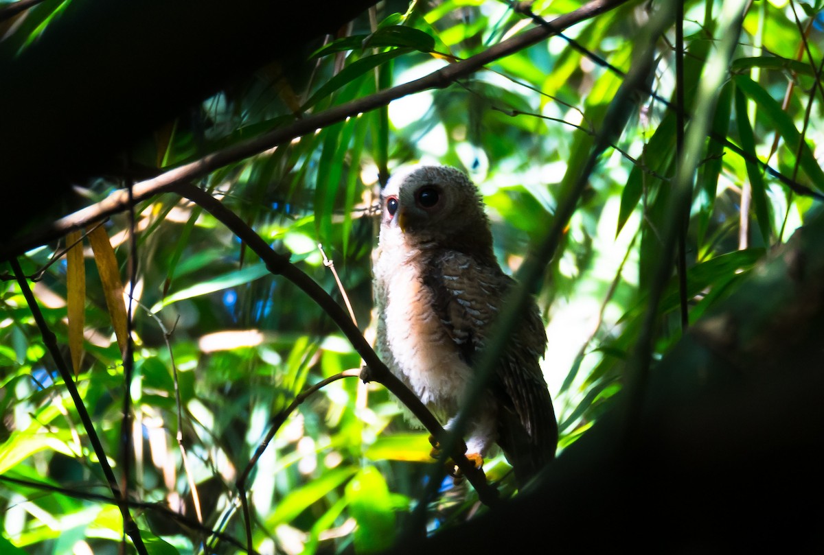 African Wood-Owl - ML204988491