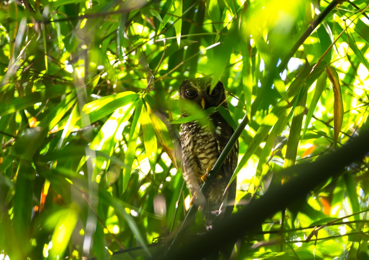 African Wood-Owl - ML204988501
