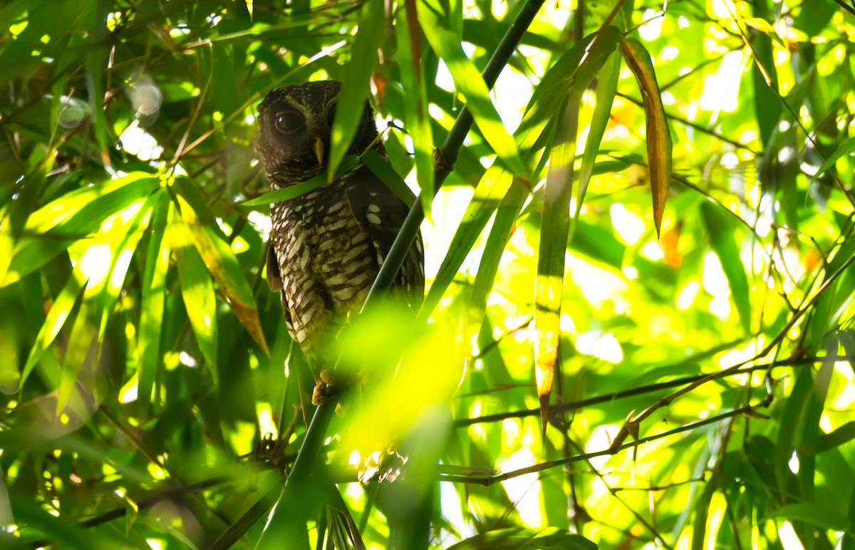 African Wood-Owl - ML204988511
