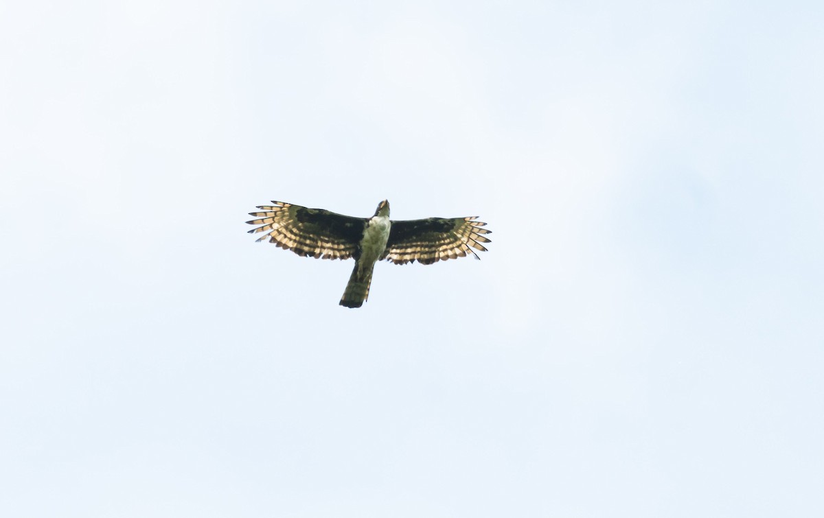 Cassin's Hawk-Eagle - Eric Francois Roualet