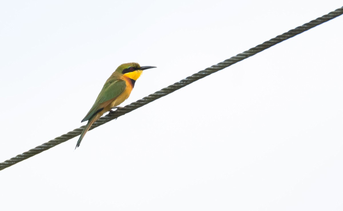 Little Bee-eater - ML204988601