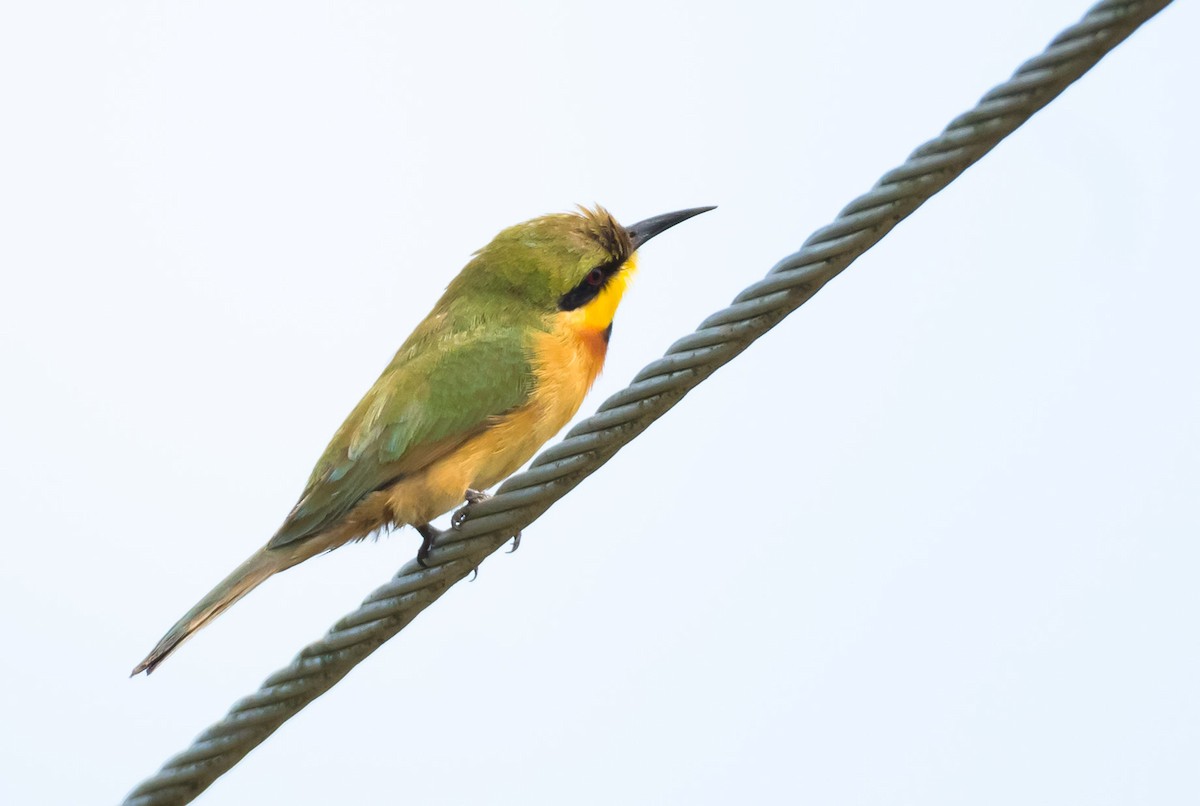 Little Bee-eater - ML204988611