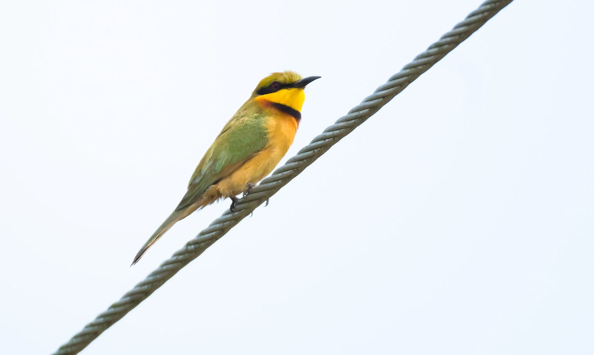 Little Bee-eater - Eric Francois Roualet