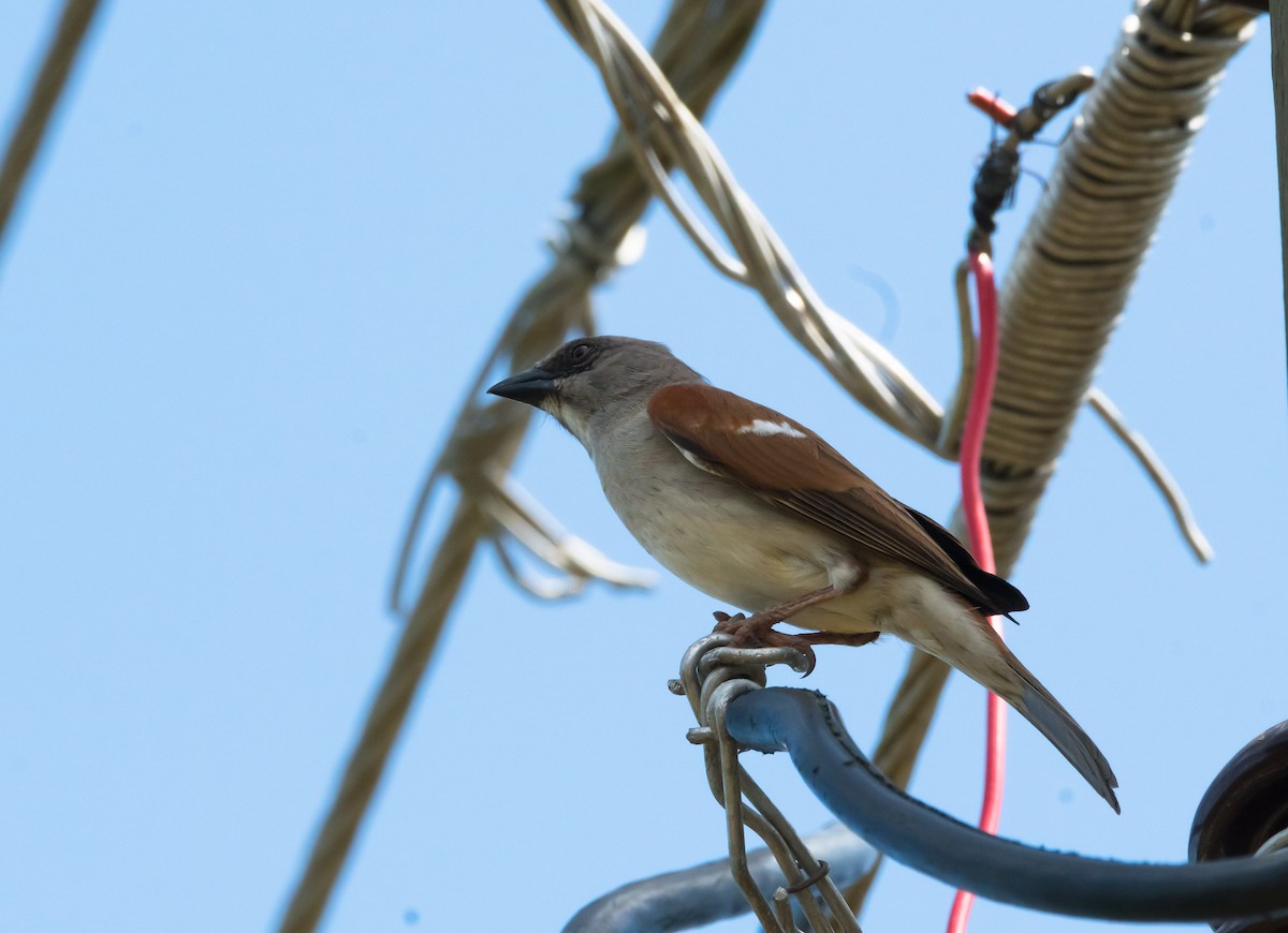 Northern Gray-headed Sparrow - ML204988641