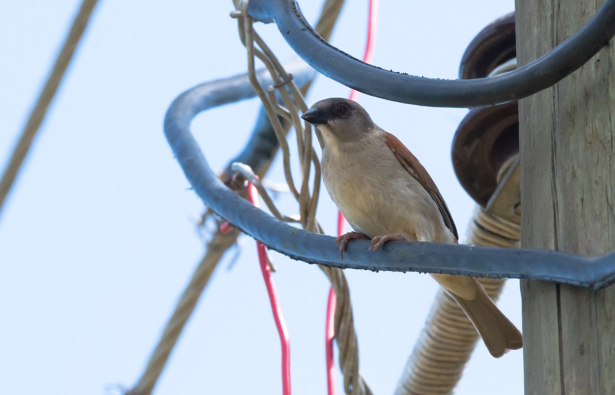 Northern Gray-headed Sparrow - ML204988651