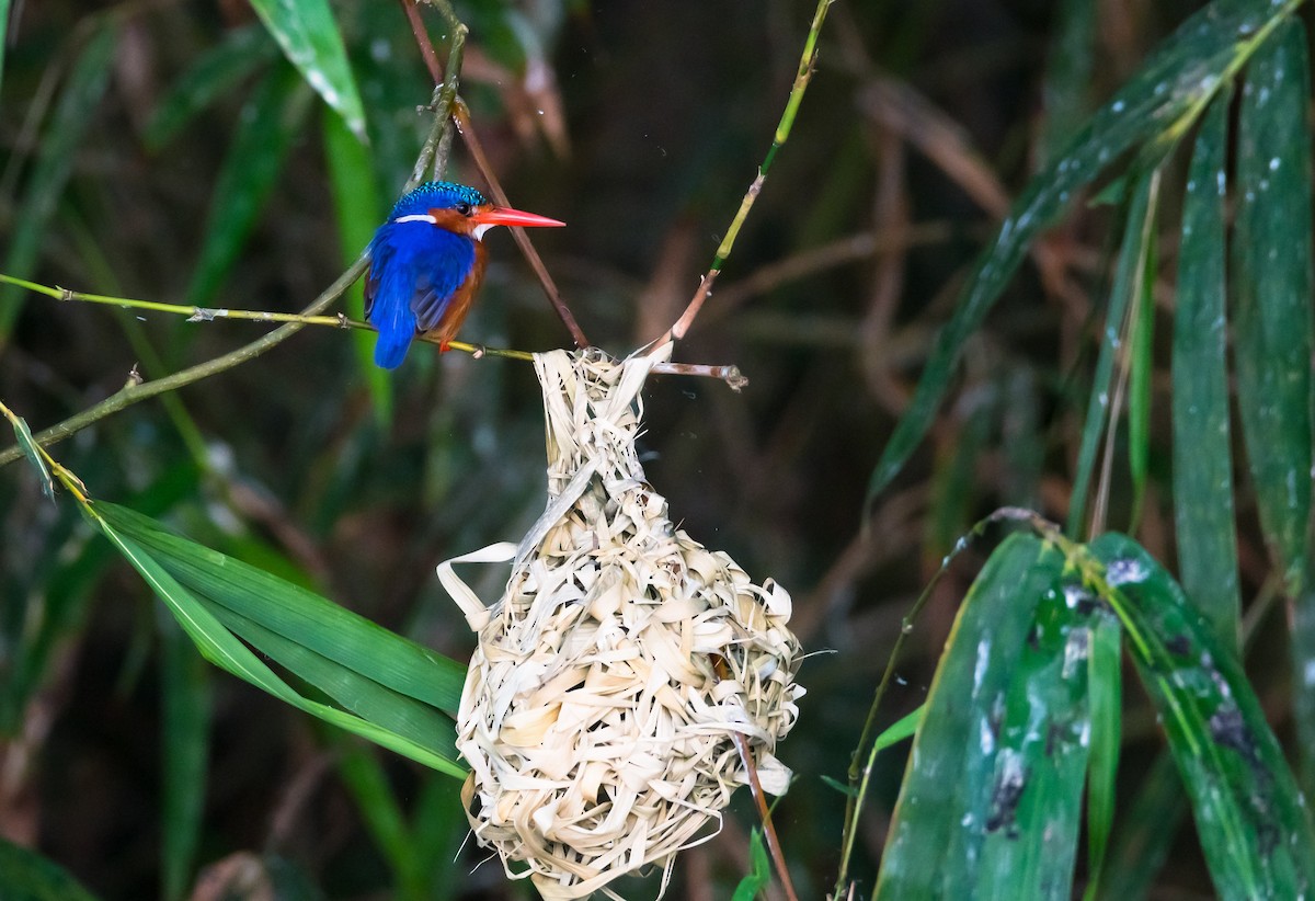 Malachite Kingfisher (Mainland) - Eric Francois Roualet