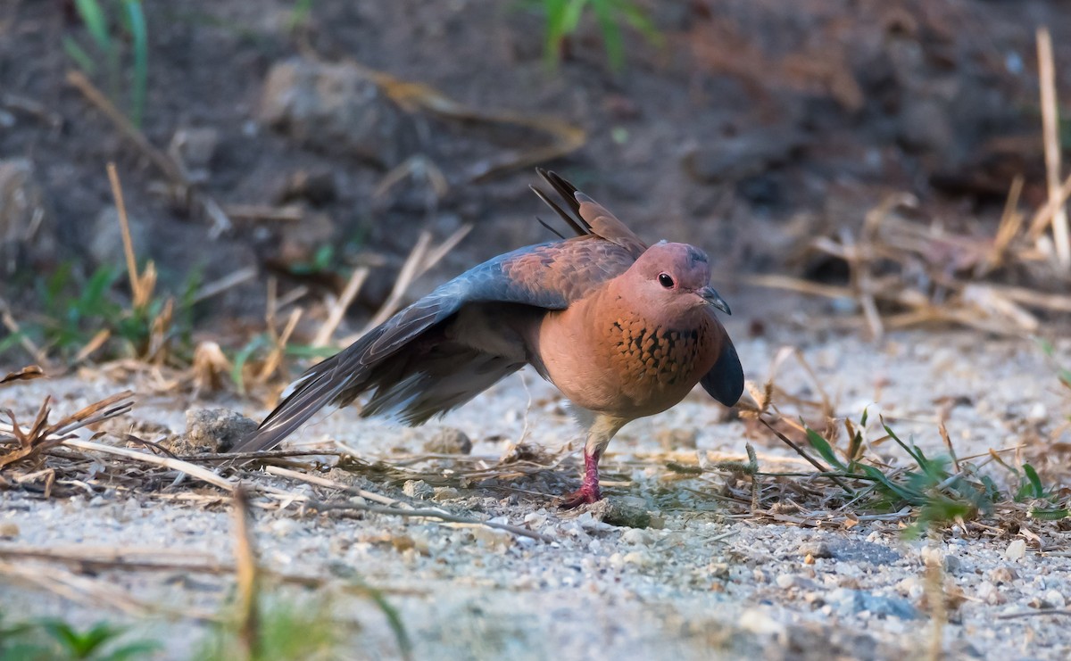 Laughing Dove - ML204988781