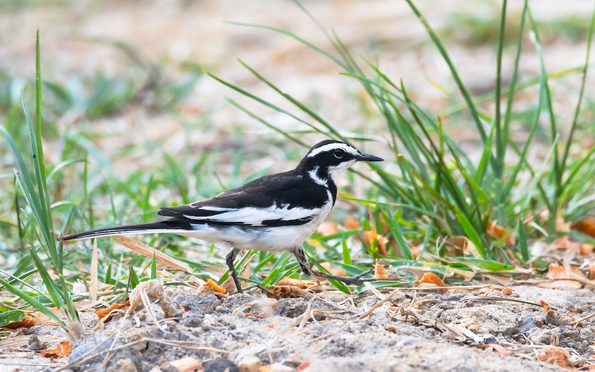 African Pied Wagtail - ML204988911