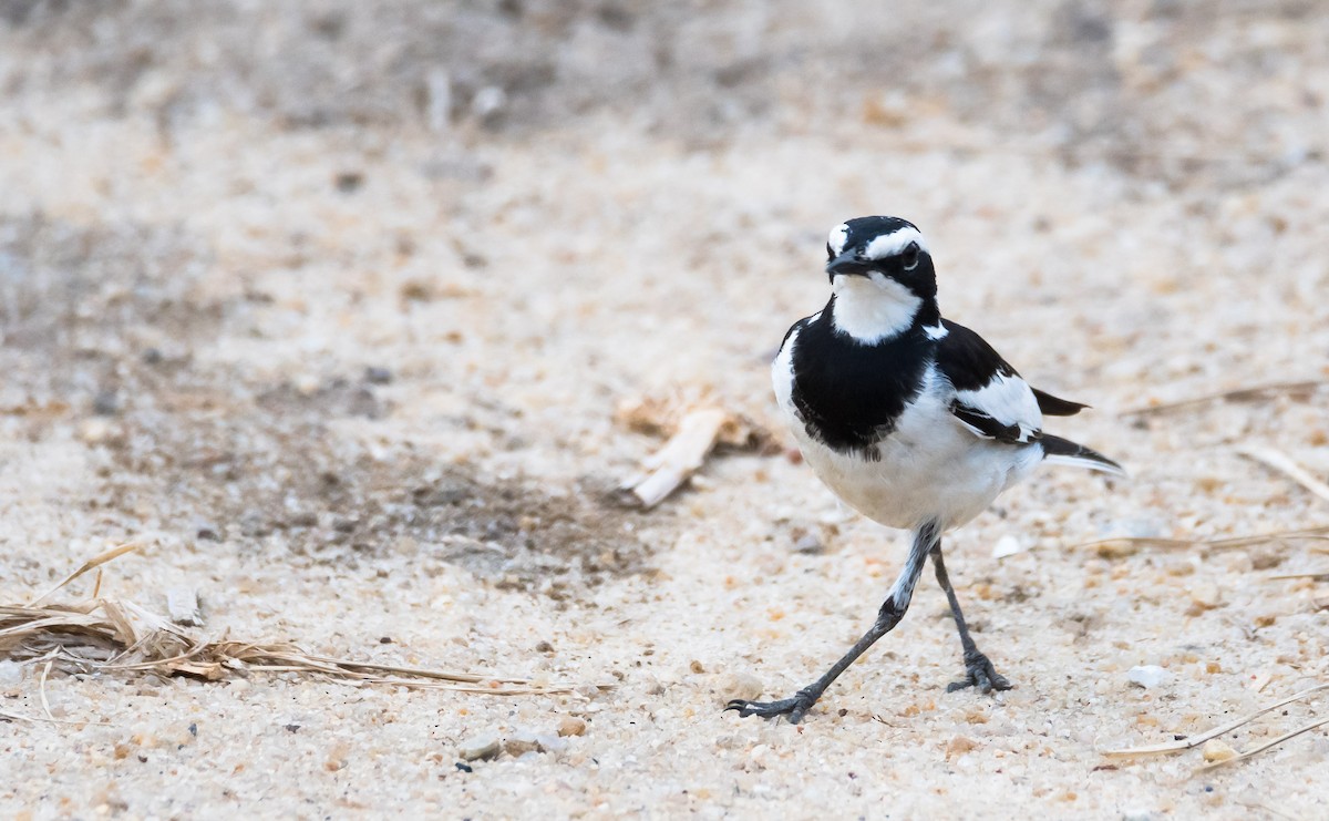African Pied Wagtail - ML204988921